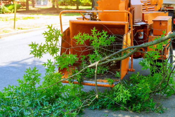 Residential Tree Removal in Tysons, VA